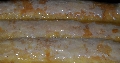 LEDENA PITA